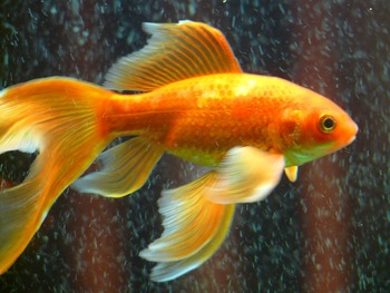 right care goldfishes