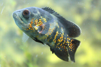 right fish oscar