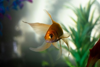 short memories goldfishes