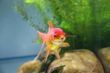 temp matters goldfishes