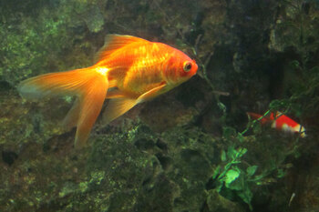 temperature control goldfish breeding