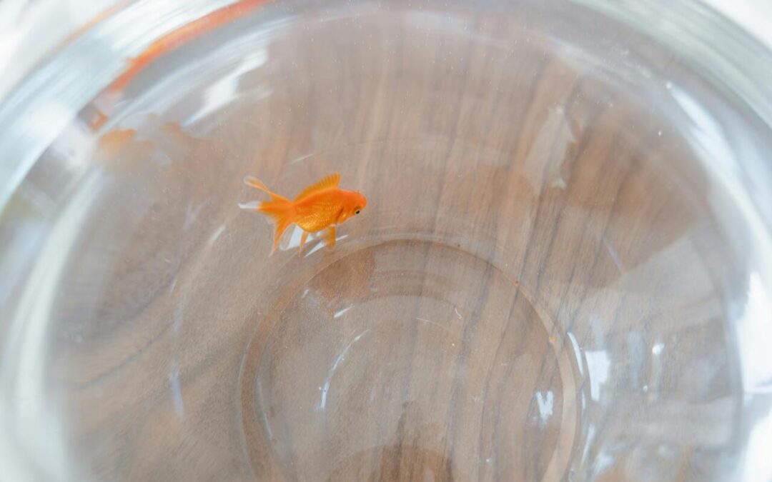 Water Temperature for a Goldfish: The Complete Guide to Keeping Them Healthy