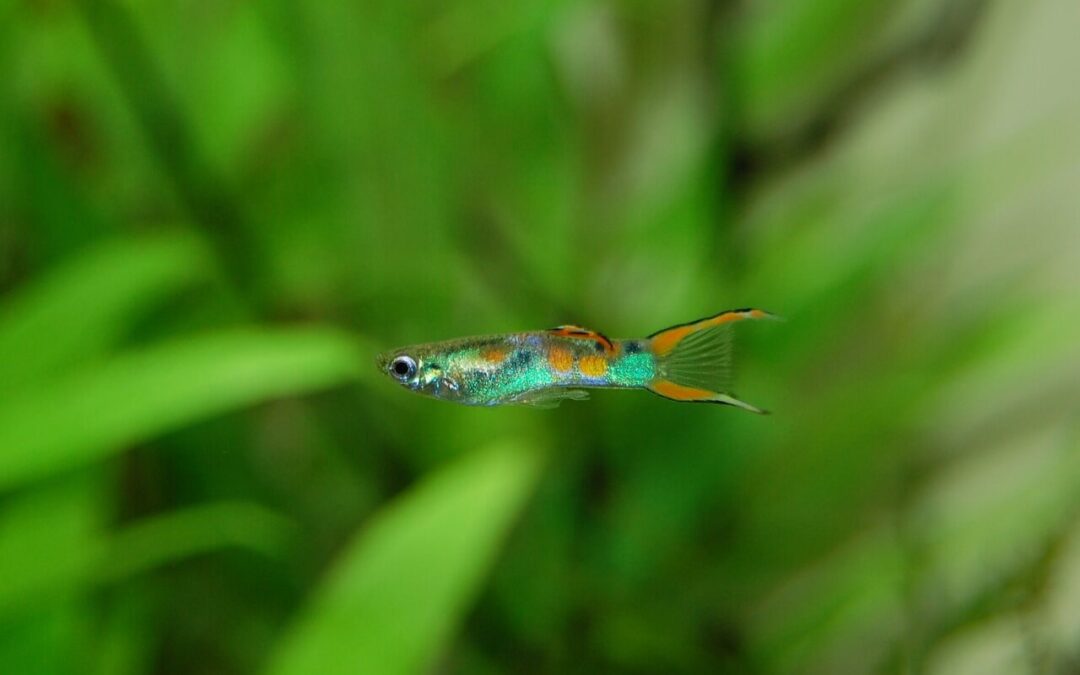 What Does Guppy Fish Eat? A Complete Feeding Guide for Healthy and Happy Guppies