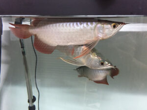 The True Cost of Arowana Fish: What You Need to Know
