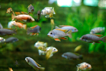 aquarists love cichlids