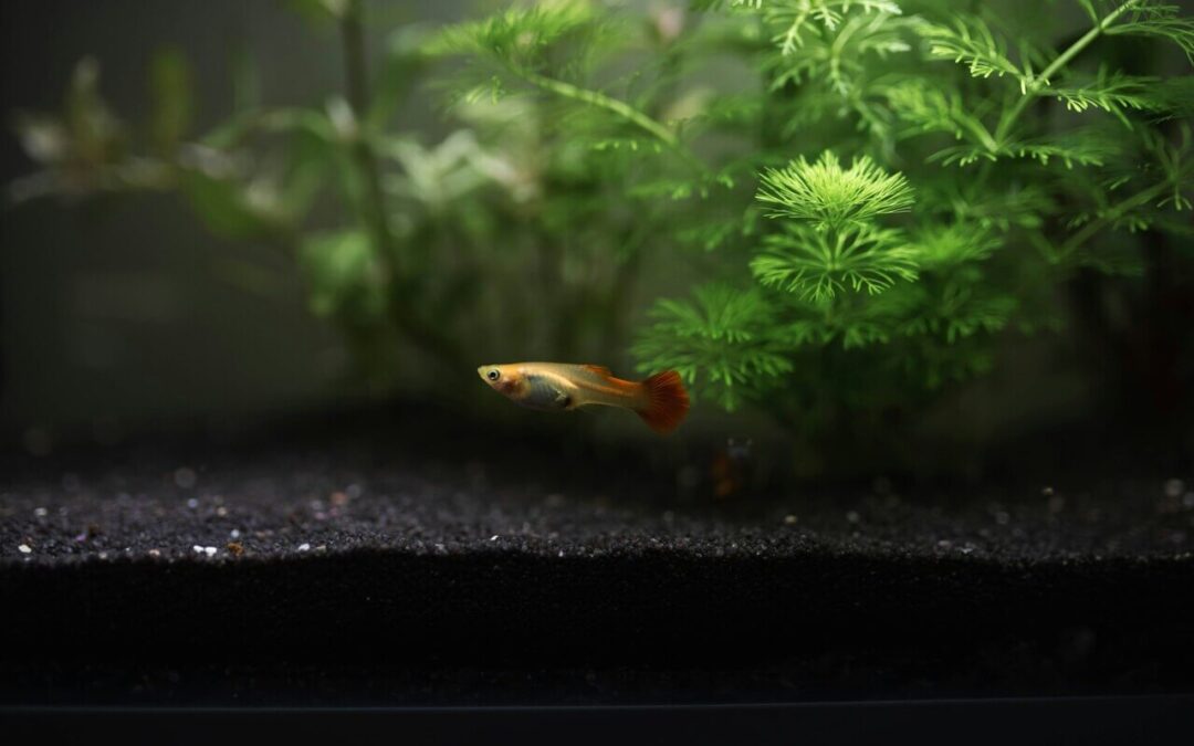 aquarium for guppy fish