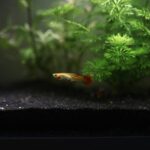 aquarium for guppy fish