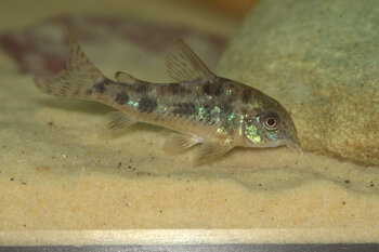 average sizes corydora fishes