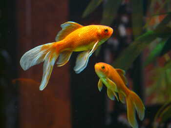 beloved pets goldfish