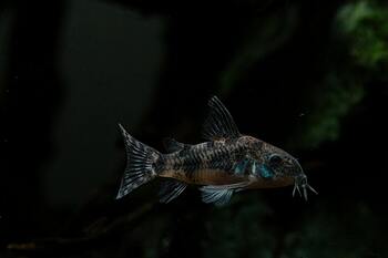 breeding tips corydoras