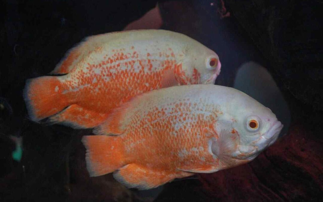 breeds of oscar fish