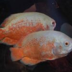 breeds of oscar fish