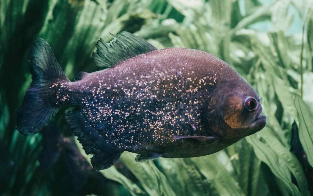 caring for oscar fish