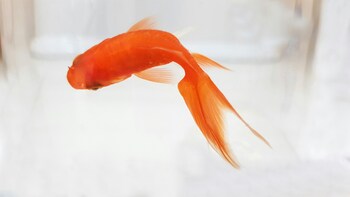 commitment long term goldfish pet