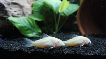 corydora fish growing properly