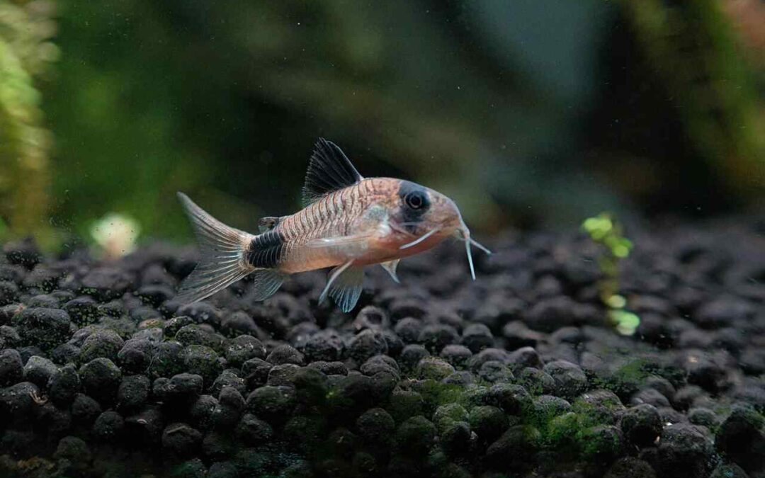 corydoras fish care