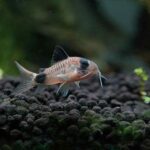 corydoras fish care