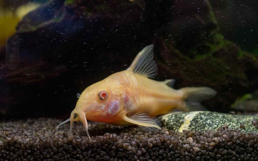 do corydoras eat algae