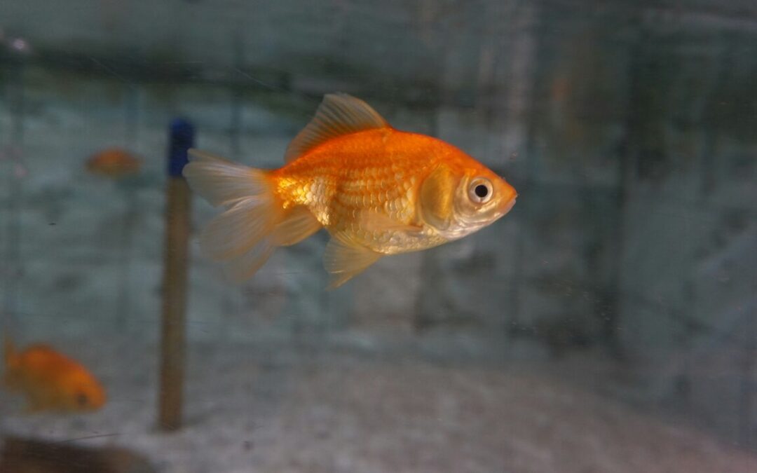 Do Goldfish Need a Filter? A Complete Guide for Fish Keepers