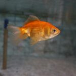 do goldfish need a filter