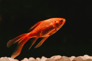 feeding tips goldfishes
