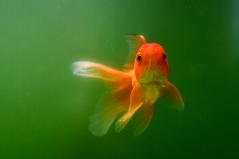 filtering tank healthy goldfishes