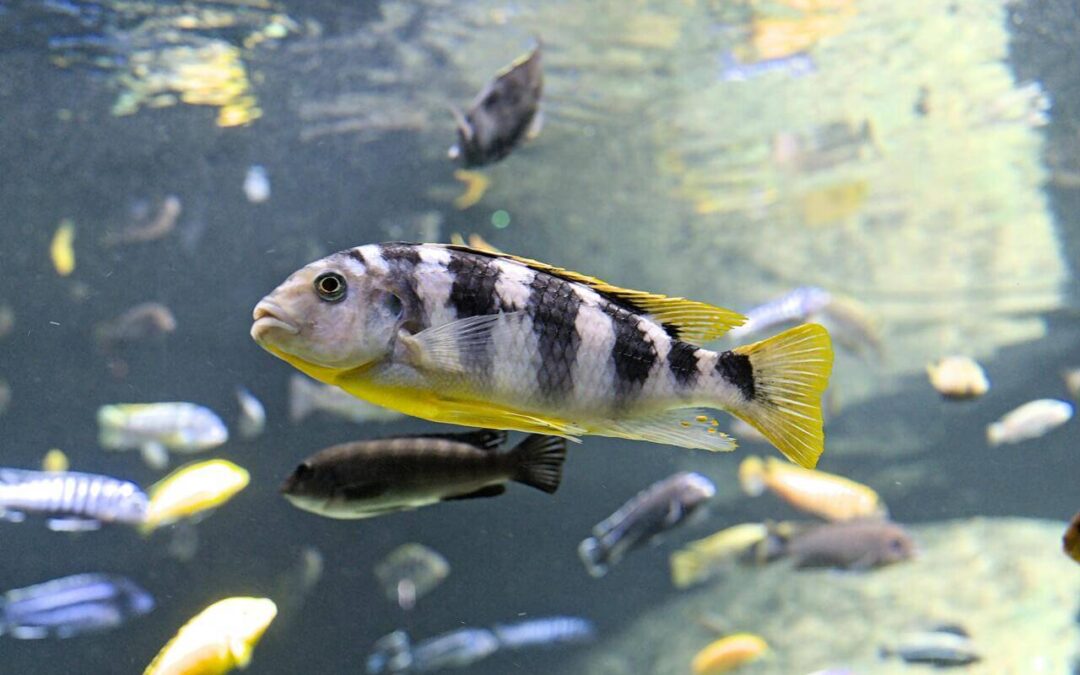 freshwater cichlid fish