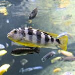 freshwater cichlid fish