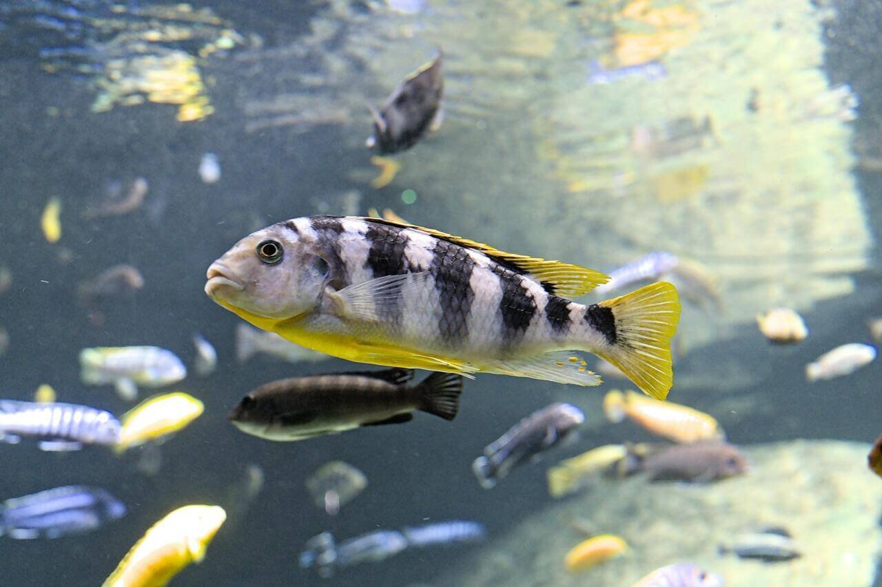 Freshwater Cichlid Fish: A Colorful and Intelligent Choice