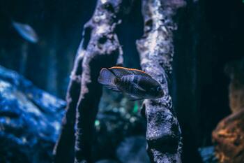 general characteristics cichlids