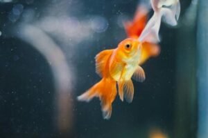 How to Take Care of a Goldfish: A Complete Beginner’s Guide
