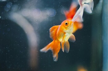 goldfish social behavior