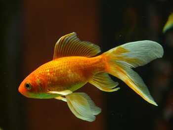 goldfish special cultural meaning