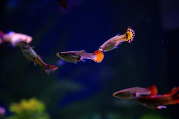 guppies water conditions