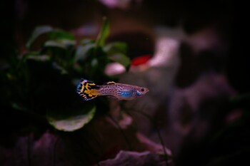 guppy fishes rewarding experience