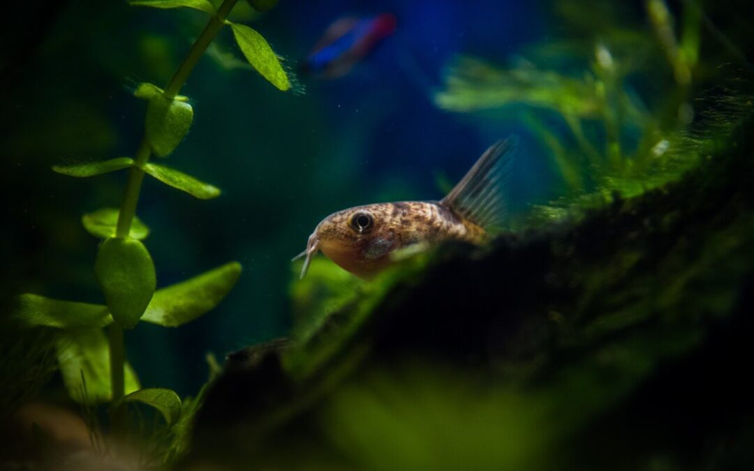 how big do corydoras get