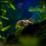 how big do corydoras get