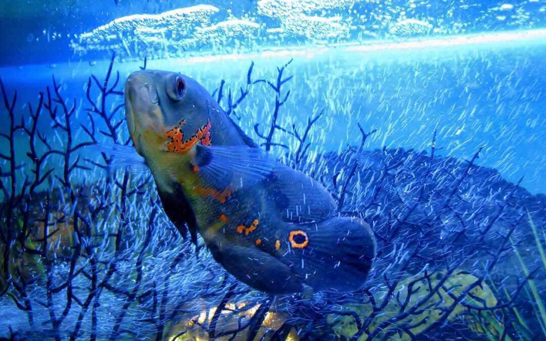 how big does an oscar fish get