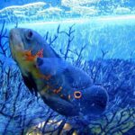 how big does an oscar fish get