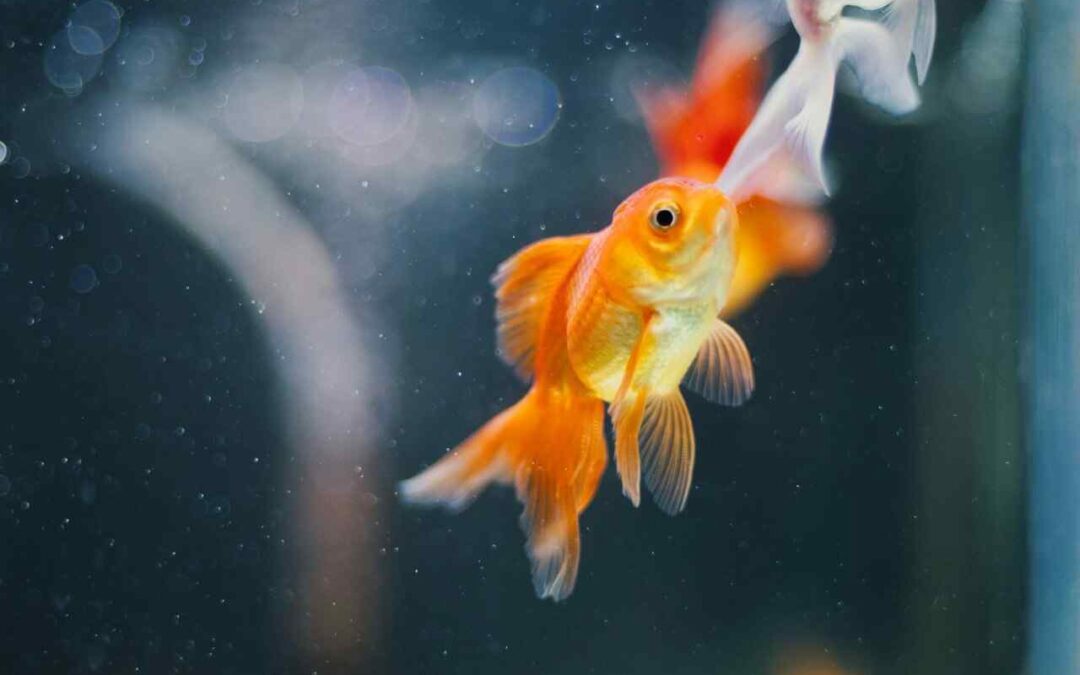 How Often To Feed Goldfish? A Complete Guide For You