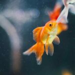 how often to feed goldfish