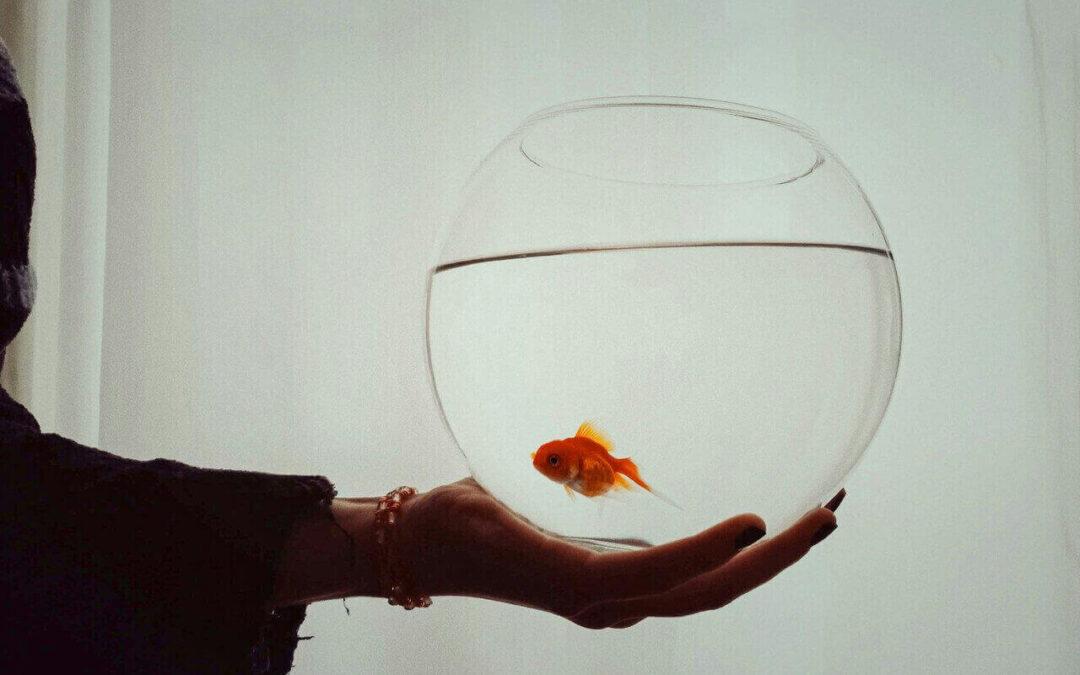 How to Take Care of a Goldfish: A Complete Beginner’s Guide