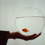 how to take care of a goldfish