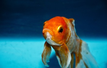 selective breeds goldfishes