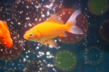 strong goldfish filter