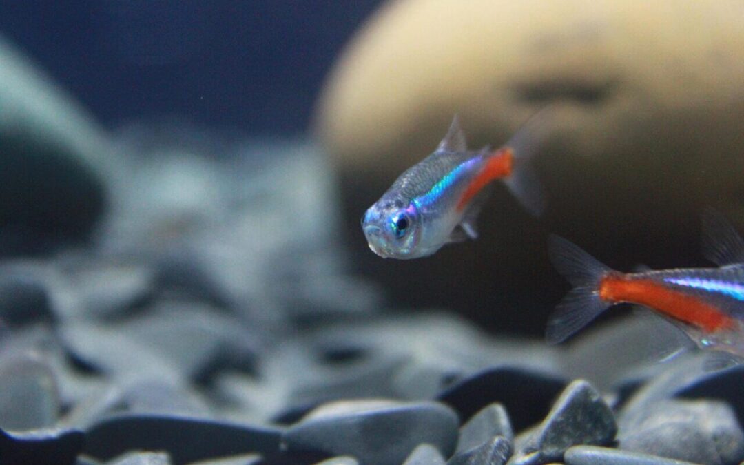 water temperature for tetra fish