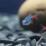 water temperature for tetra fish