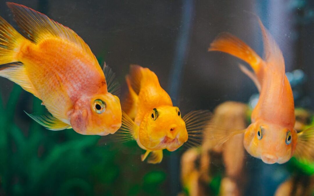 Where Did Goldfish Come From? A Deep Dive into Their Origins