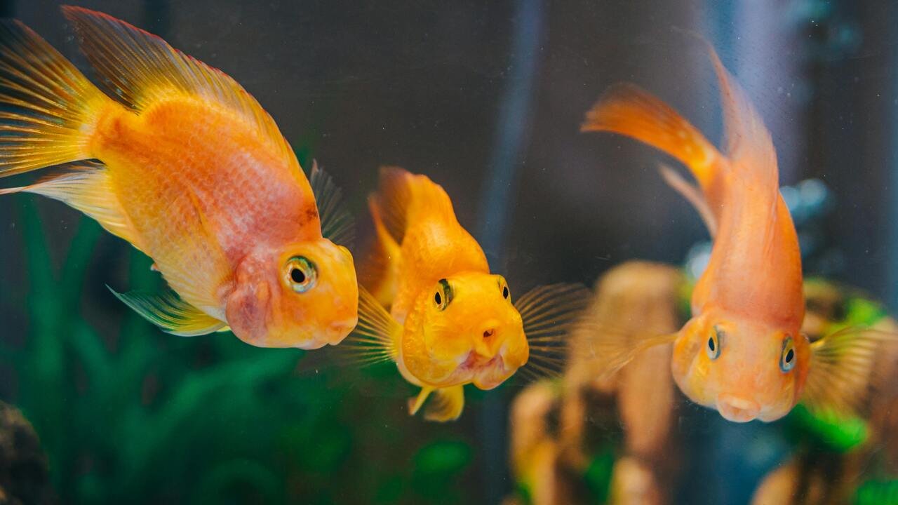 Where Did Goldfish Come From? A Deep Dive into Their Origins