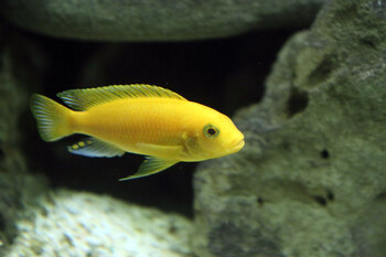 aquarium role cichlid healthy life